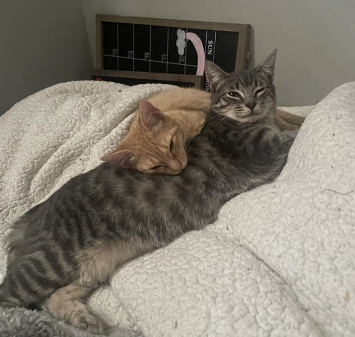Photo of Colt and cleo