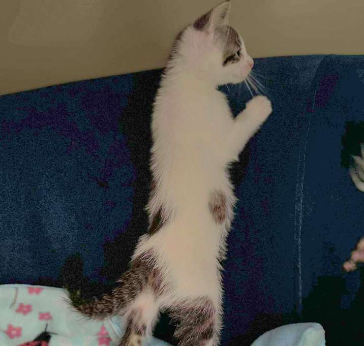 Photo of Skeeter