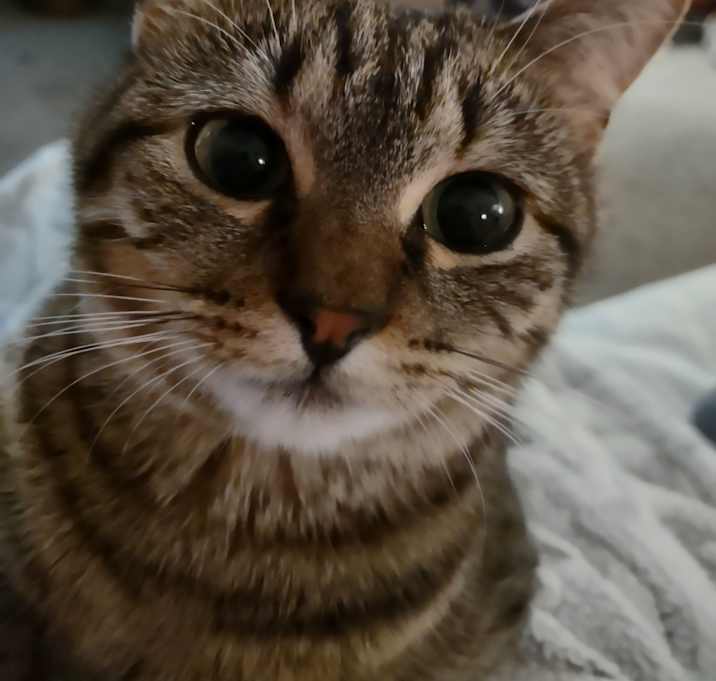 Photo of Riley (Biscuits)
