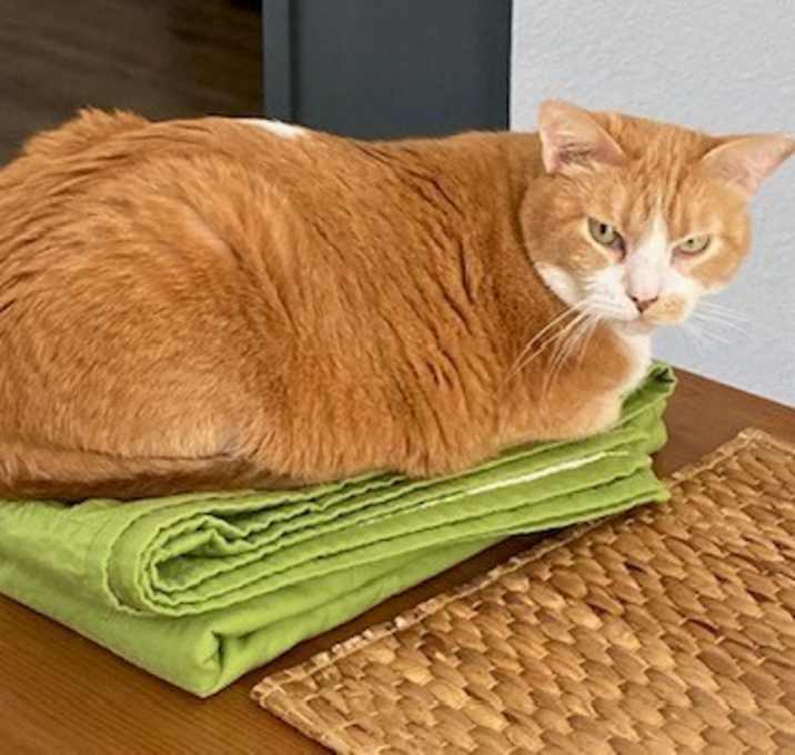 Photo of Delilah