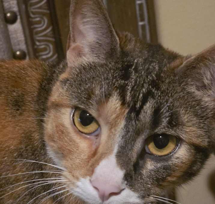 Photo of Gata
