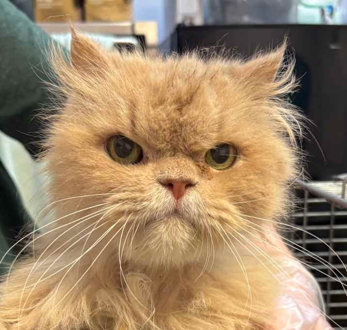 Photo of Aslan Butters, King of Hot Fries (Hot Fries)