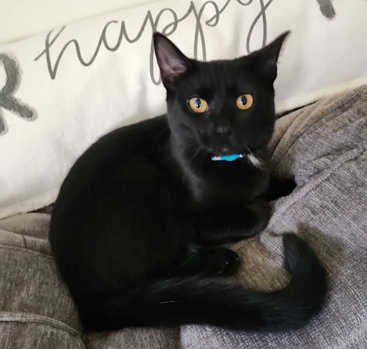 Photo of Salem - purple