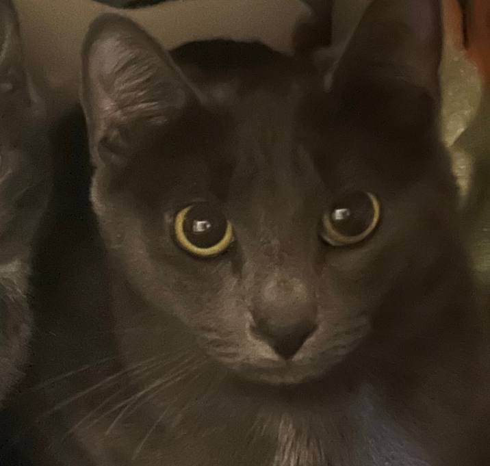 Photo of Terra