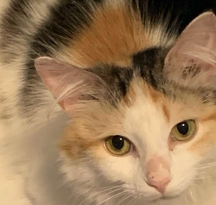 Photo of Nutmeg