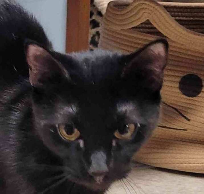Photo of Ebony 2 yrs