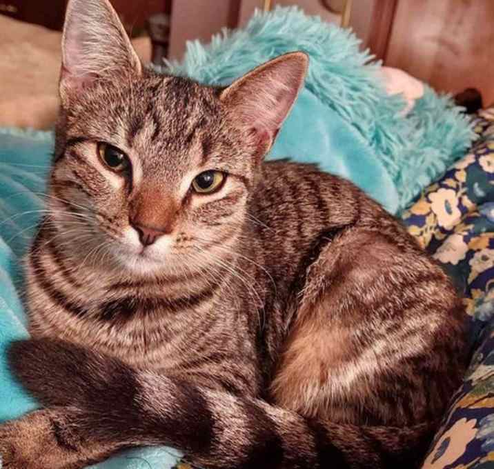 Photo of Small Bob   5 Months