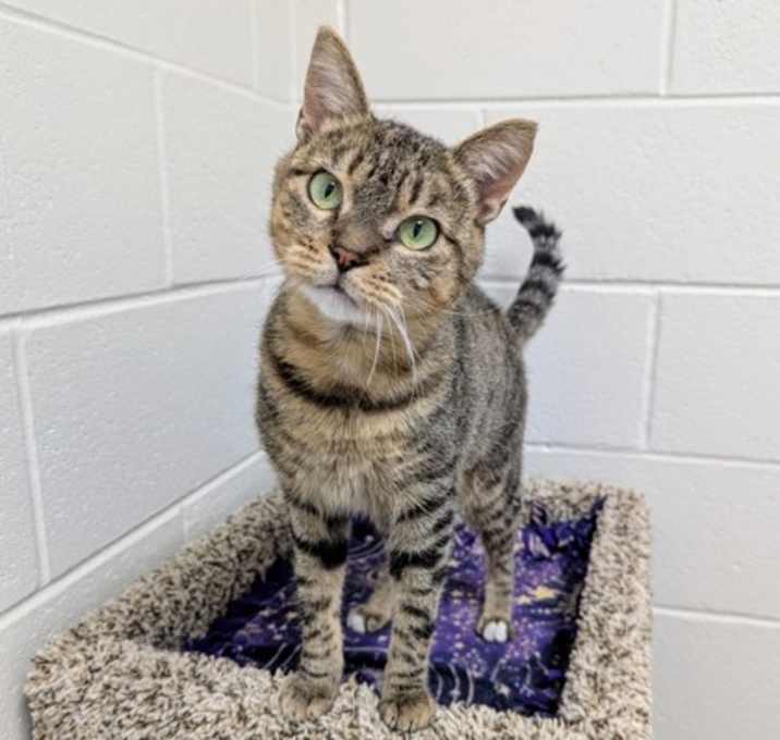 Photo of Peppercorn