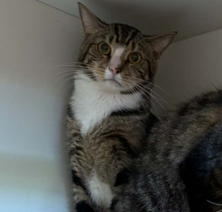 Photo of Miko