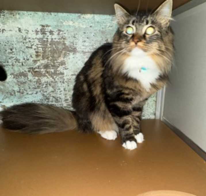 Photo of Stella