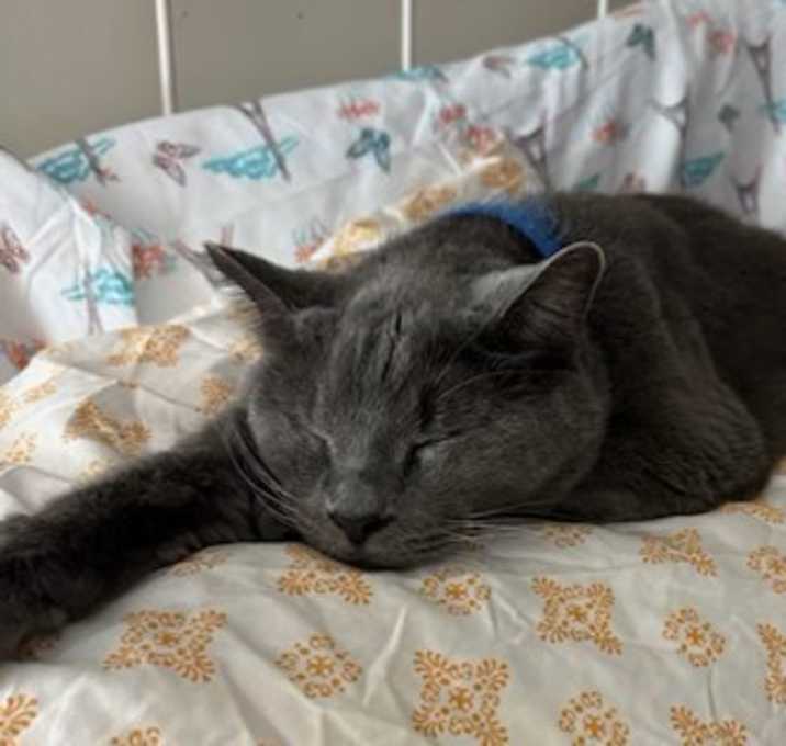 Photo of Smokey
