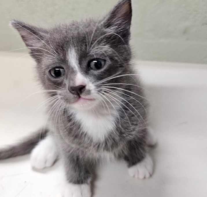 Photo of Pokey