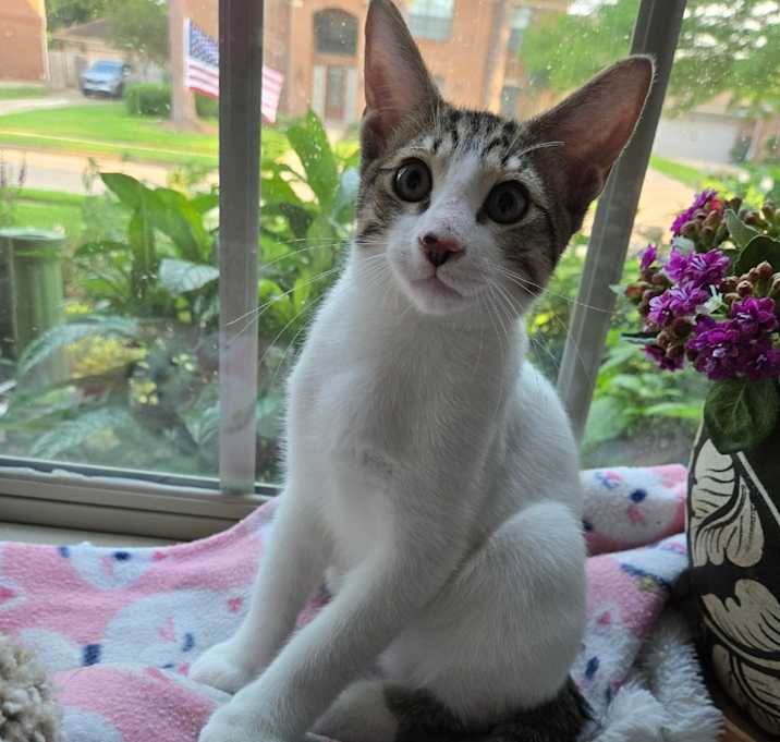 Photo of Chili Beans