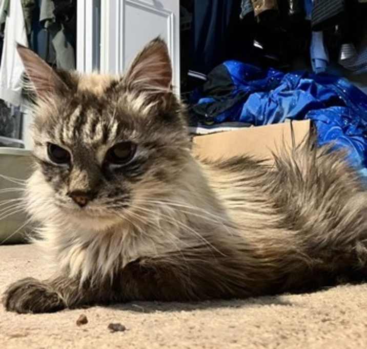 Photo of Teddy 