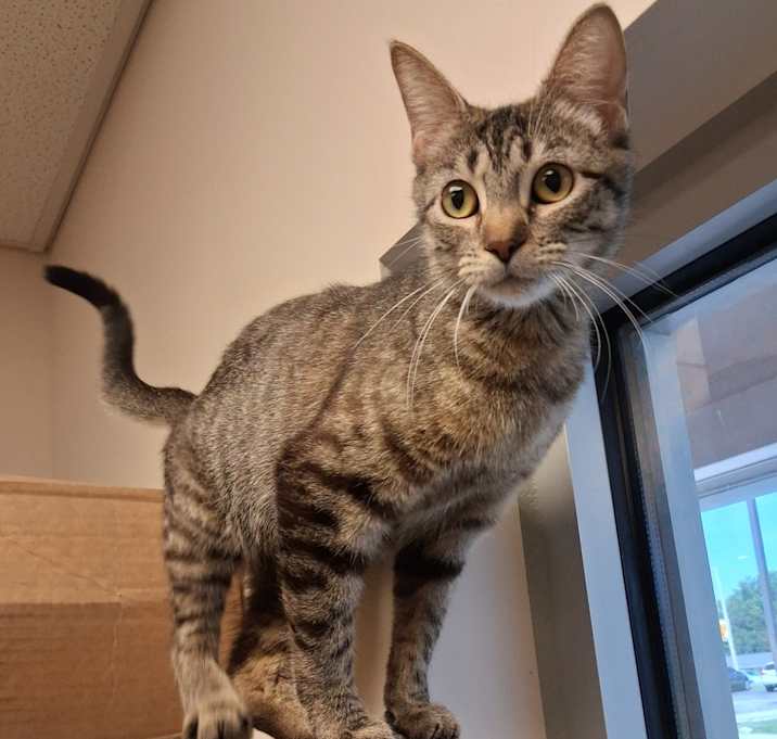 Photo of Meowi Pawppins (Mary Poppins)