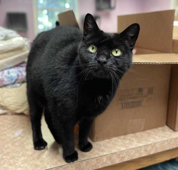 Photo of Ms. Jingles