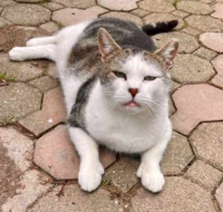 Photo of Marvin