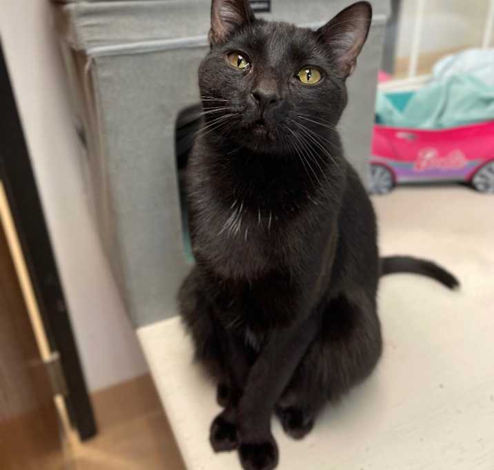 Photo of Finch