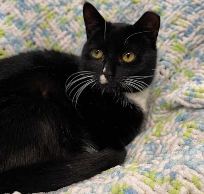 Photo of Onyx