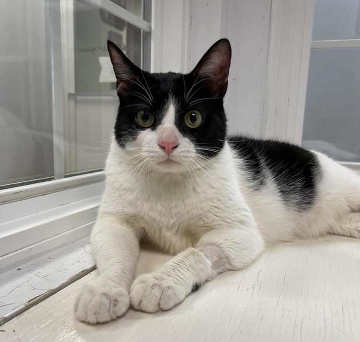 Photo of Cookie