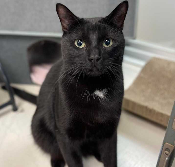 Photo of Binx