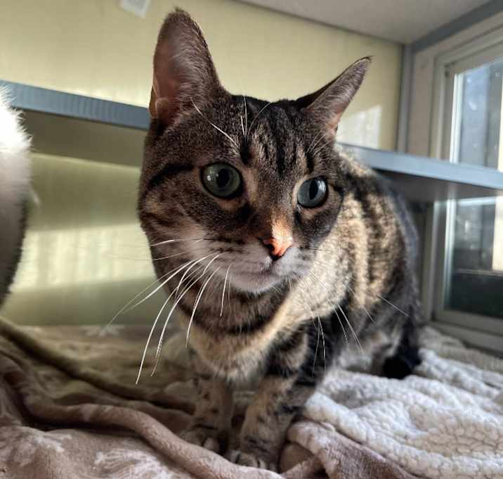 Photo of Nala