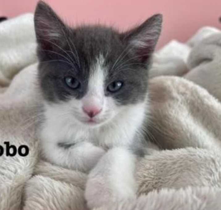 Photo of bobo, mili, fifi, pixie