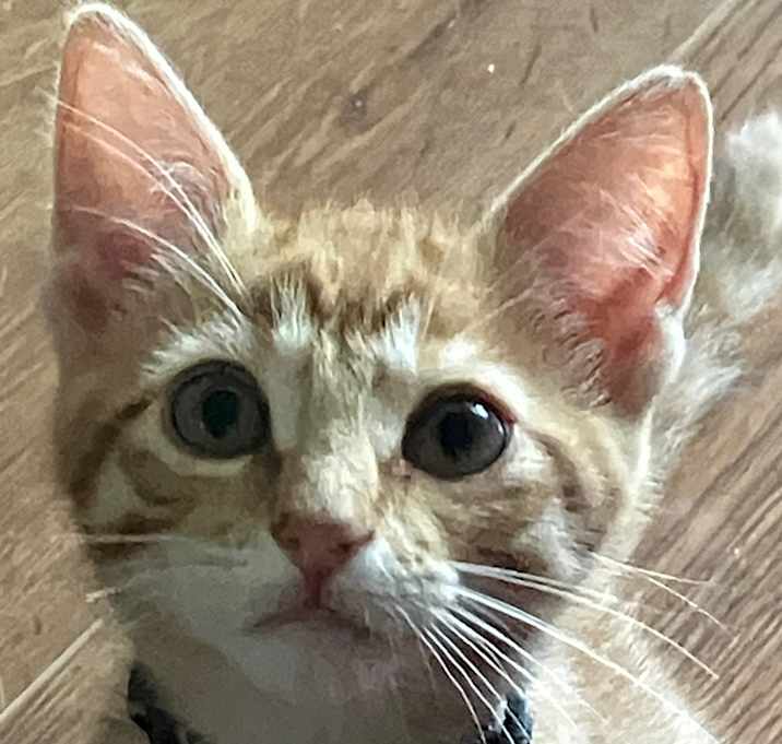 Photo of Cheddar