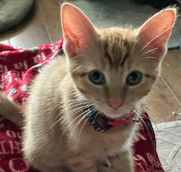 Photo of Cheeto