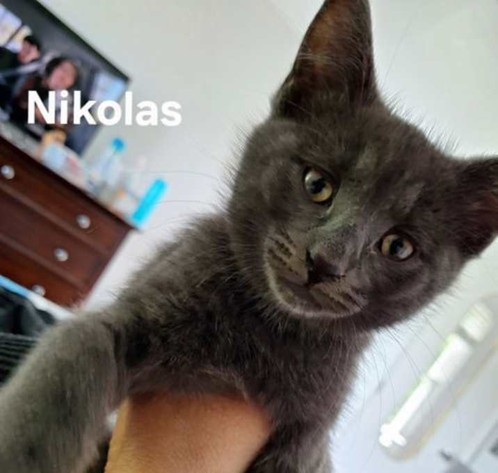 Photo of Nikolas