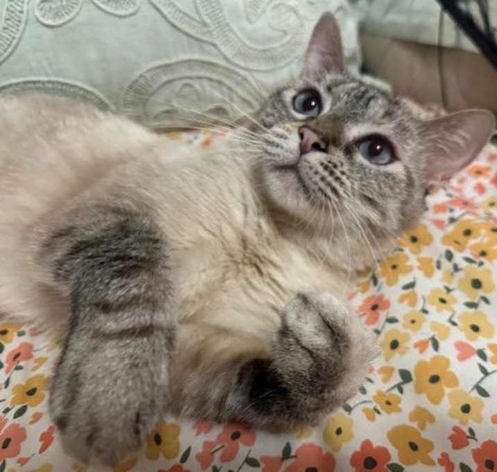Photo of Lady