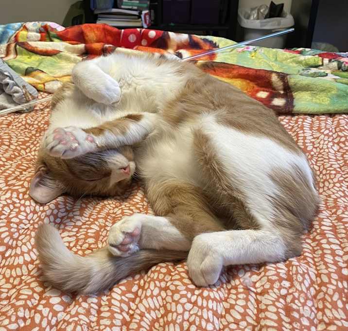 Photo of Tig