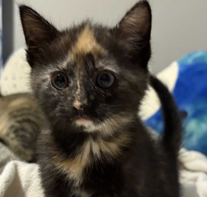 Photo of Gizmo