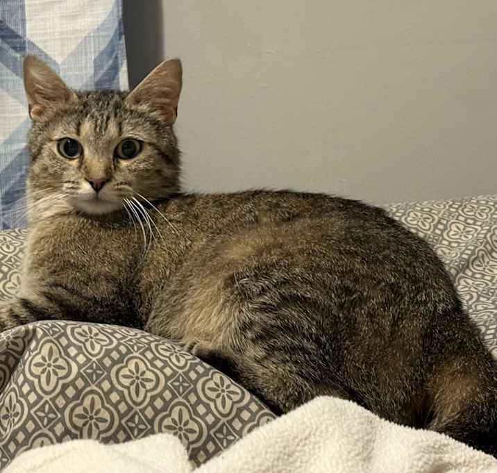 Photo of Gidget