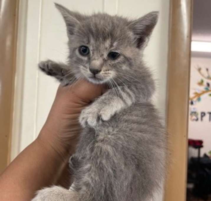 Photo of Penny