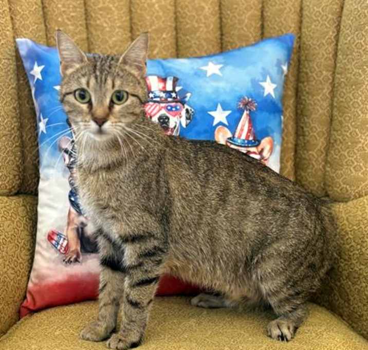Photo of *BOBINA