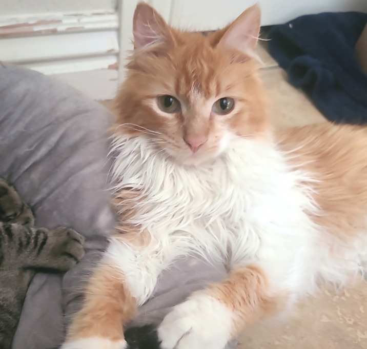 Photo of Takoda