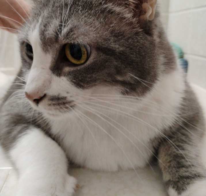 Photo of Smudge
