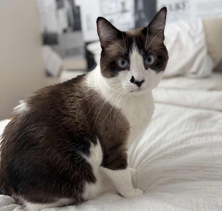 Photo of Cordie