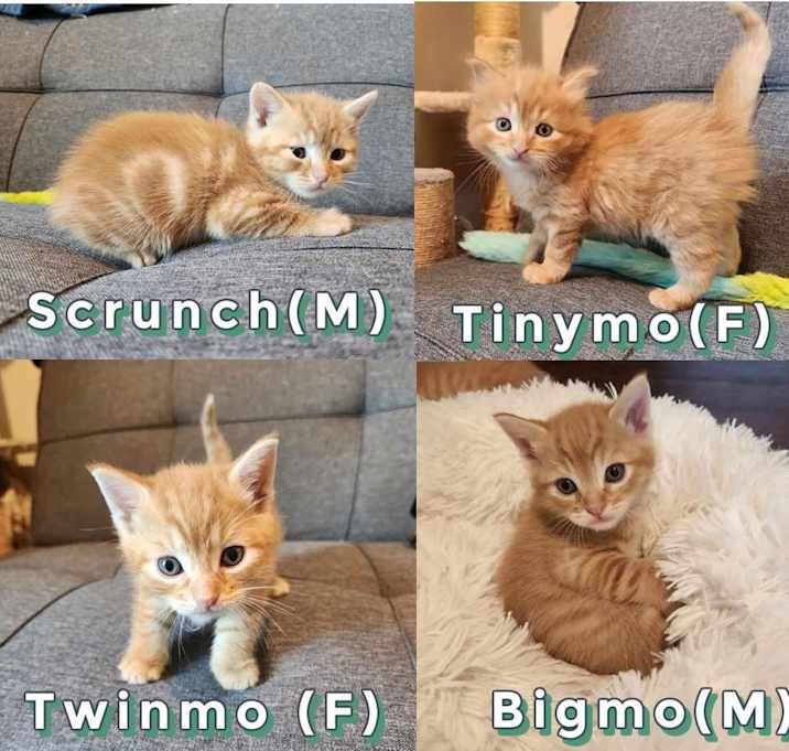 Photo of Twinmo