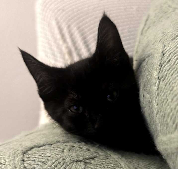 Photo of Saffron