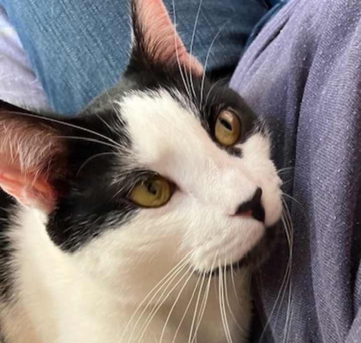 Photo of Stella