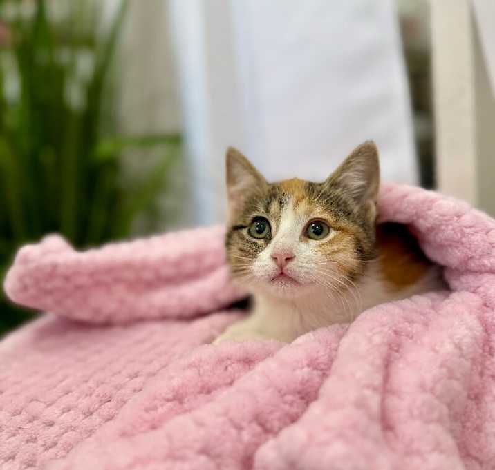 Photo of Elphie