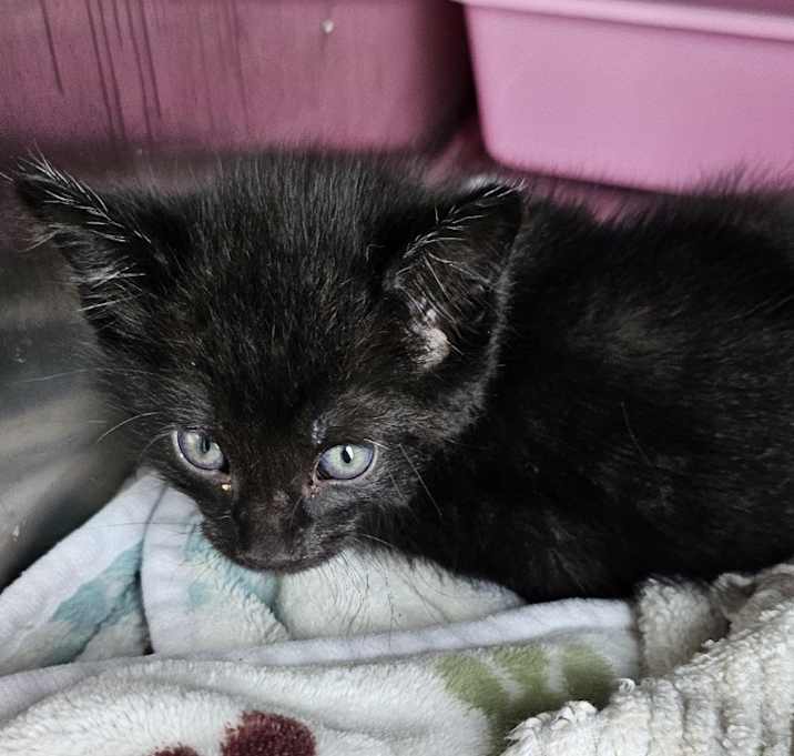 Photo of Black Bean