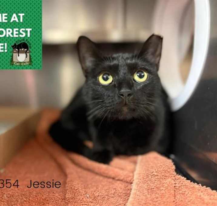 Photo of JESSIE