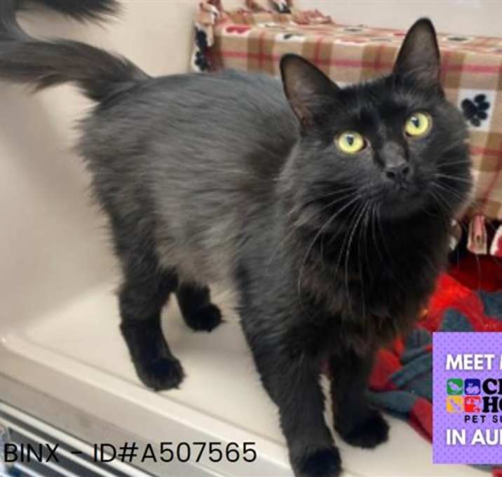Photo of BINX
