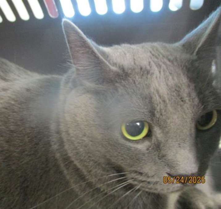 Photo of BEERUS