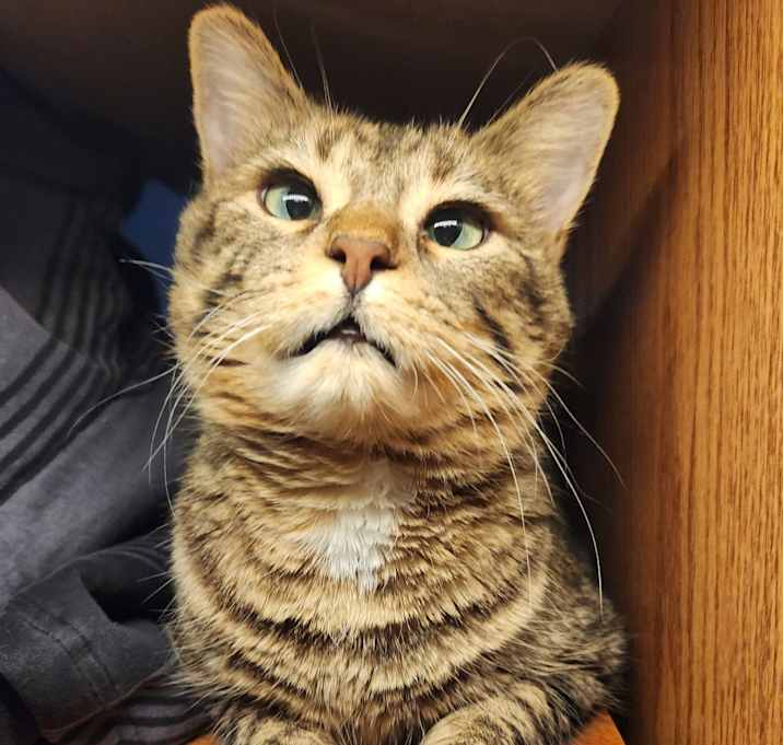 Photo of Oatmeal