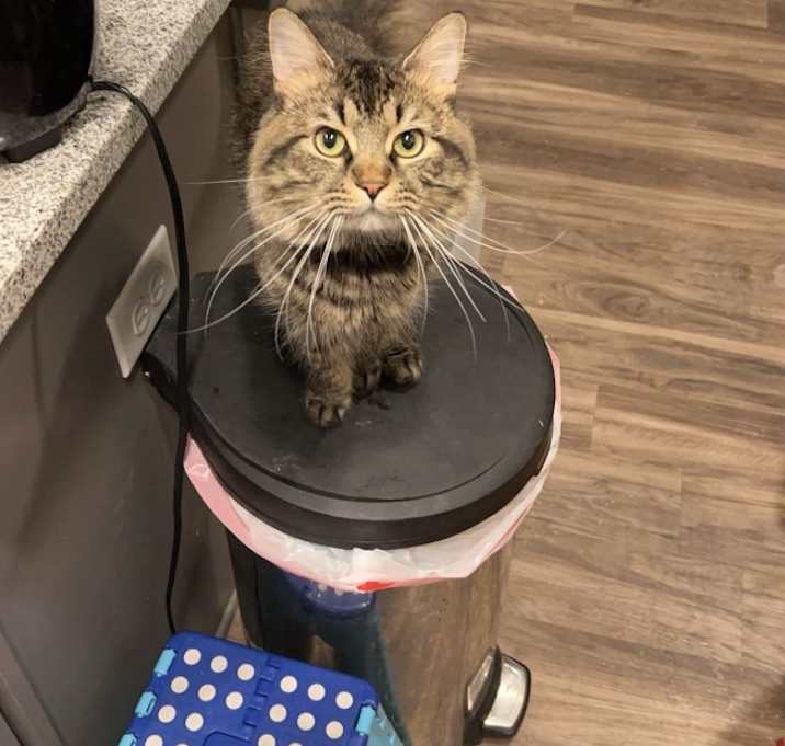 Photo of Dopey