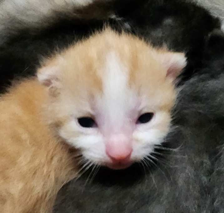 Photo of Bishop Baby #1